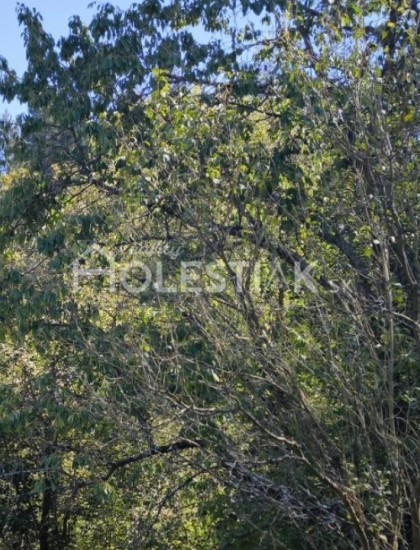 https://www.holestiak.sk/storage/properties/419/thumb/predam-pozemok-pri-ceste-dlha-nad-kysucou_0.jpeg?t=1784252587