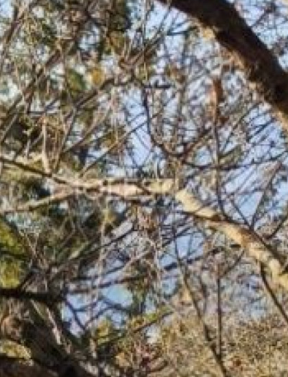 https://www.holestiak.sk/storage/properties/421/thumb/predam-pozemok-v-obci-hlboke-nad-vahom-iba-u-nas_0.jpeg?t=1784252586