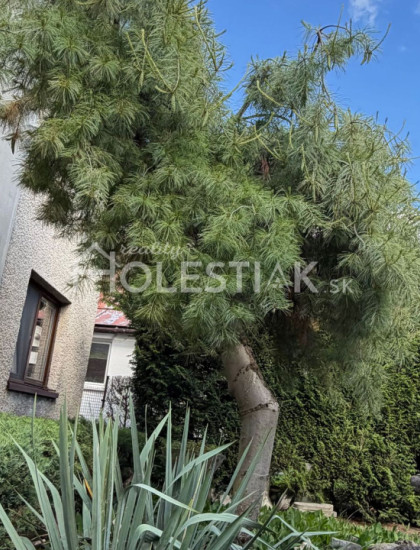 https://www.holestiak.sk/storage/properties/517/thumb/predam-pekne-zariadeny-rodinny-dom-cadca-podzavoz-iba-u-nas_0.jpeg?t=1782929644